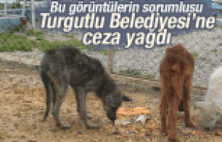 Hayvan bakım ve tedavi merkezine ilgisiz belediyeye para cezası