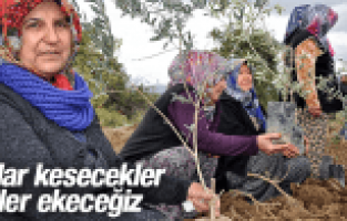 KESİLEN ZEYTİNLERİN YERİNE YENİLERİNİ DİKTİLER