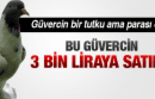 KIRKAĞAÇ’IN KARAKURT BELDESİNDE MEZAT'DA 3 BİN TL’YE GÜVERCİN SATILDI