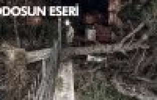  LODOS DEV AĞACI KÖKÜNDEN SÖKTÜ 