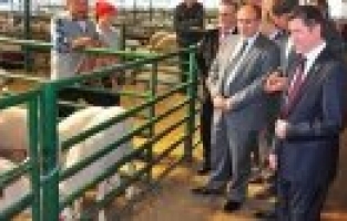 Manisa Canlı Hayvan Borsası'nda Satışlar Beklenenden Düşük