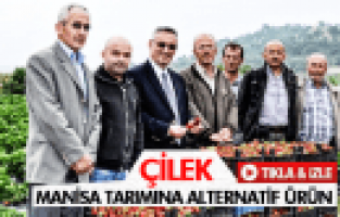 MANİSA TARIMININ ALTERNATİF ÜRÜNÜ ÇİLEK