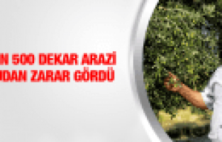 MANİSA'DA 11 BİN 500 DEKAR ARAZİ DOLUDAN ZARAR GÖRDÜ