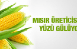 MANİSA'DA MISIR ÜRETİCİSİNİN YÜZÜ GÜLÜYOR