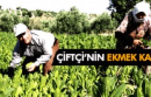 MANİSA'DA TÜTÜN HASADI BAŞLADI