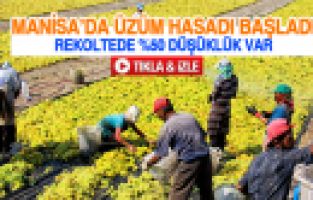 MANİSA’DA ÜZÜM HASADI BAŞLADI
