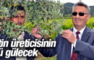MANİSA'DA ZEYTİN ÜRETİCİSİNİN YÜZÜ GÜLECEK