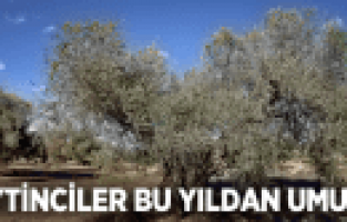 MANİSALI ÇİFTÇİ BU YIL ZEYTİNDEN UMUTLU