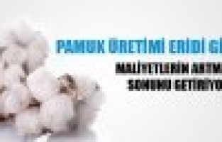 Pamuk Üretimi Azalıyor