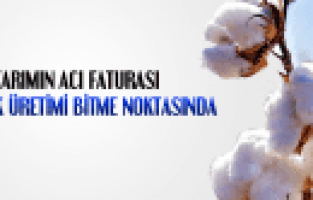 PAMUKTA TEHLİKE ÇANLARI ÇALIYOR