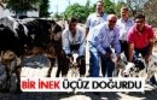 SALİHLİ’DE BİR İNEK ÜÇÜZ DOĞURDU