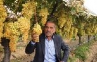 SARIGÖL BAĞLARI İÇİN SOĞUKHAVA DEPOSU BENZETMESİ