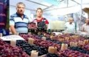 SARIGÖL ÜZÜM FESTİVALİ’NDE 11 ÇEŞİT ÜZÜM 