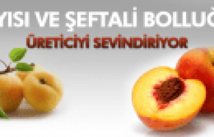 SARIGÖL’DE KAYISI VE ŞEFTALİ BOLLUĞU SEVİNDİRDİ