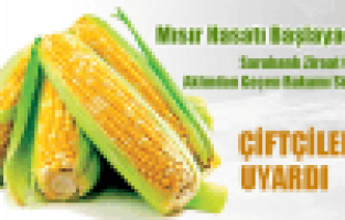 Saruhanlı Ziraat Odası Mısır için Aklından Geçen Rakamı Söyledi!