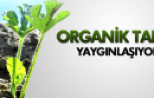 SARUHANLI’DA ORGANİK TARIM YAYGINLAŞIYOR
