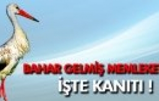 SARUHANLI’YA YILIN İLK LEYLEĞİ GELDİ