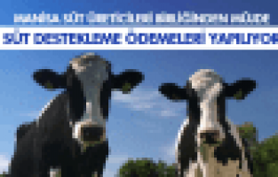 Süt desteklemeleri ödeniyor