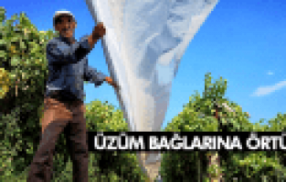 ÜZÜM BAĞLARI İÇİN ÖRTÜ EKİBLERİ KURULDU