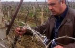 ÜZÜM BAĞLARINI DON VURDU