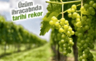 YAŞ ÜZÜM İHRACATINDA TARİHİ REKOR