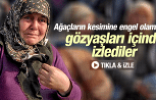 YIRCA'DA KÖYLÜLER DÖVÜLDÜ, 6 BİN ZEYTİN AĞACI KESİLDİ