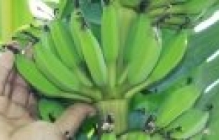 YÜKSEK RAKIMLI KÖYDE MUZ YETİŞTİRMEYİ BAŞARDI 