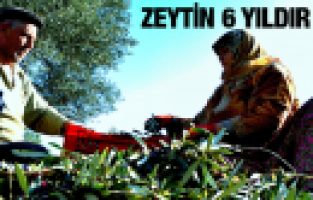 ZEYTİN FİYATLARI 6 YILDIR AYNI