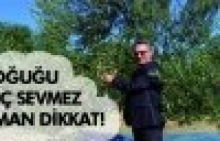 ZEYTİN ÜRETİCİSİNE DON UYARISI 