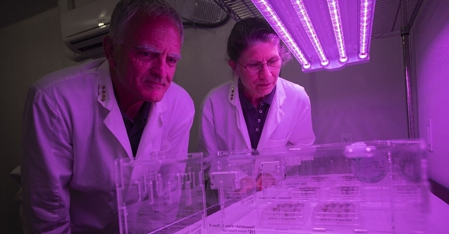 Ay'dan getirilen toprakta ilk kez bitki yetiştirildi