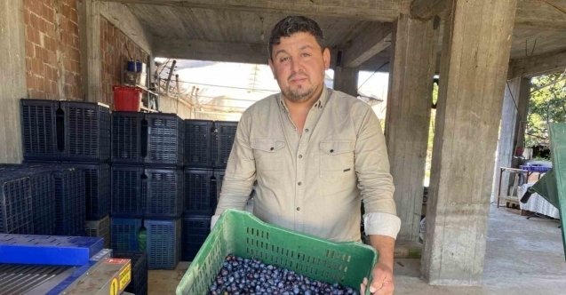 Alaşehir’de zeytinde rekolte düşük, kalite yüksek