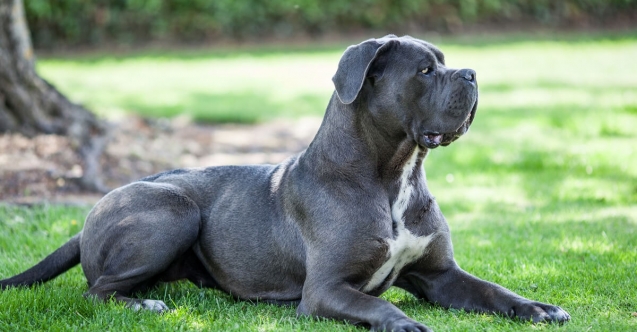 Cane Corso Köpeği Özellikleri, Bakımı ve Beslenmesi