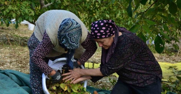 Demirci’de ceviz hasadına başlandı