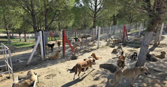 İlçelerdeki sahipsiz köpekler toplanıyor