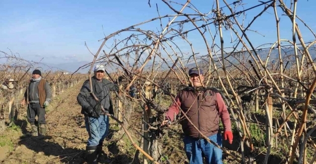 Sarıgöl’de bağ budama işçi ücretleri belli oldu