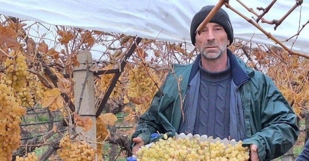 Sarıgöl’de üzüm hasadında sona gelindi