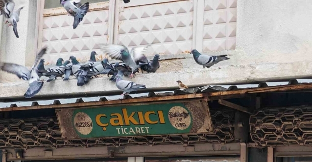 Balkonunu kuşlara sofra yaptı: Demircili esnaftan örnek davranış