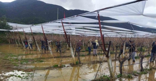 Göle dönen bağlarda budama mücadelesi