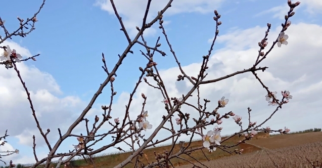 Sarıgöl’de badem ağaçları çiçek açtı