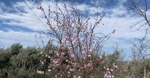 Yalancı bahar aldattı, badem ağaçları çiçek açtı