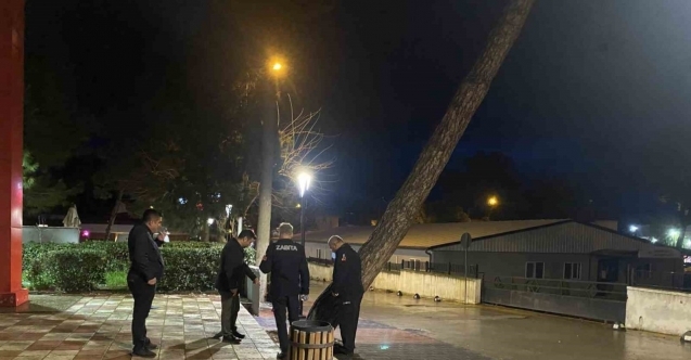 Yarım asırlık çam ağacı fırtınaya dayanamadı