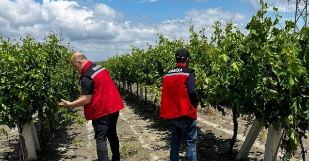 Manisa’da dolu ve selde üzüm bağları zarar gördü