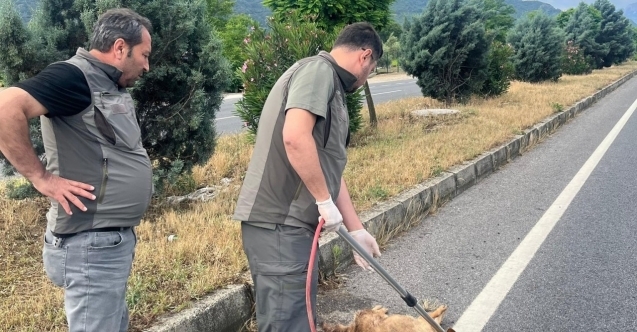Yaralı çakal tedavi altına alındı