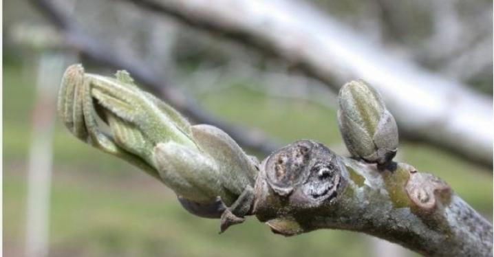 Salihli’de ceviz üreticilerine antraknoz uyarısı