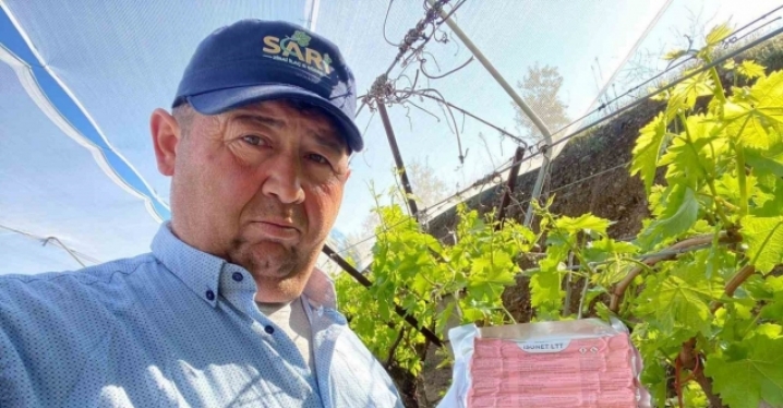 Sarıgöl Ovası’nda üzüm bağlarında "Fenomen Tel" seferberliği