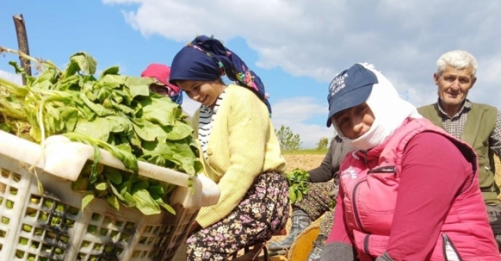 Sarıgöl’de tütün dikimi başladı