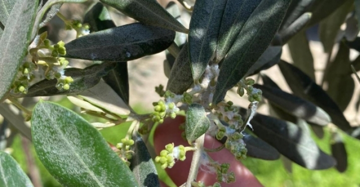 Sarıgöl’de zeytin üreticileri pamuklu bit zararlısına karşı uyarıldı