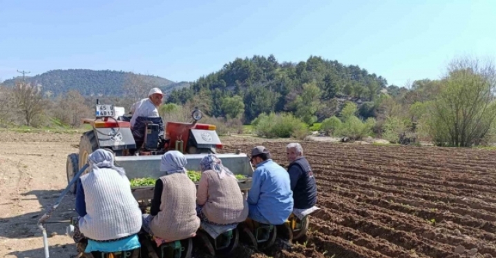 Selendi’de tütün mesaisi başladı