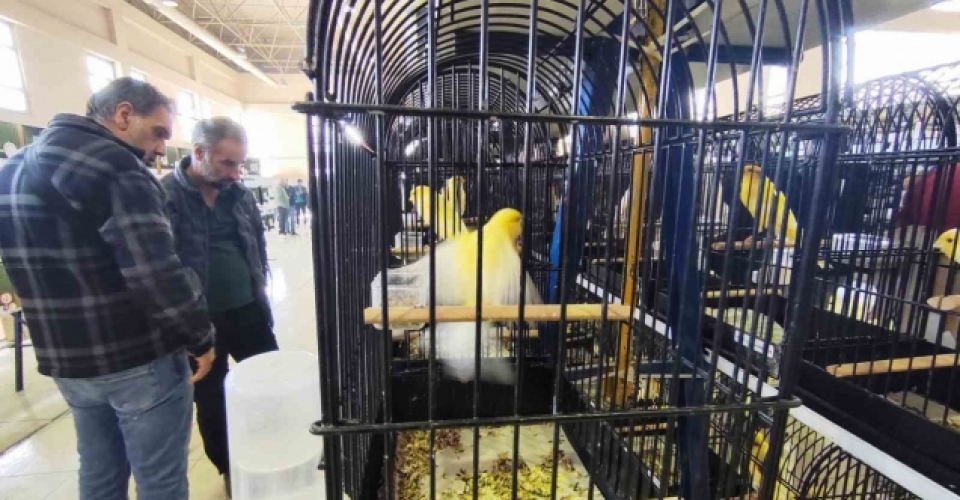 Manisa’da 3 bin kanarya yarıştı