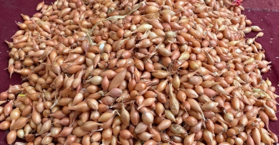 Soğan üreticilerine ‘Dikim zamanı’ uyarısı